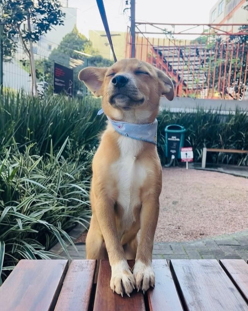 Sansão, cachorro de porte pequeno para adoção em Porto Alegre - RS — foto 5 de 6