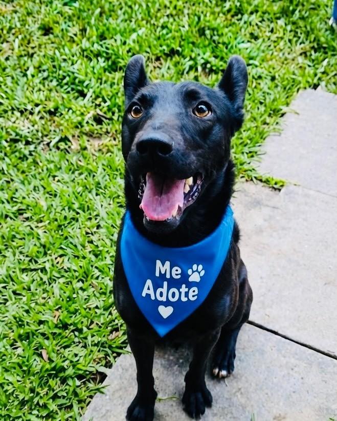 João, cachorro de porte grande para adoção em Porto Alegre - RS