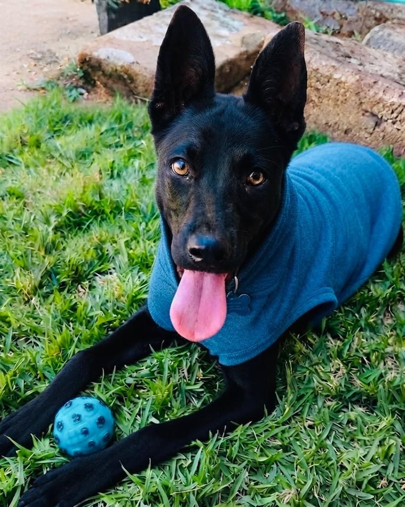 João, cachorro de porte grande para adoção em Porto Alegre - RS — foto 2 de 3
