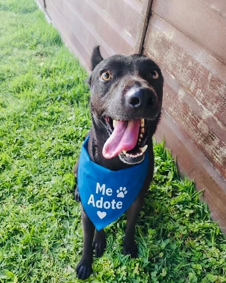 João, cachorro de porte grande para adoção em Porto Alegre - RS — foto 3 de 3