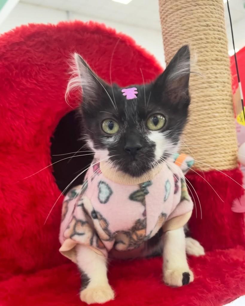 Thaís, gata de porte pequeno para adoção em Porto Alegre - RS