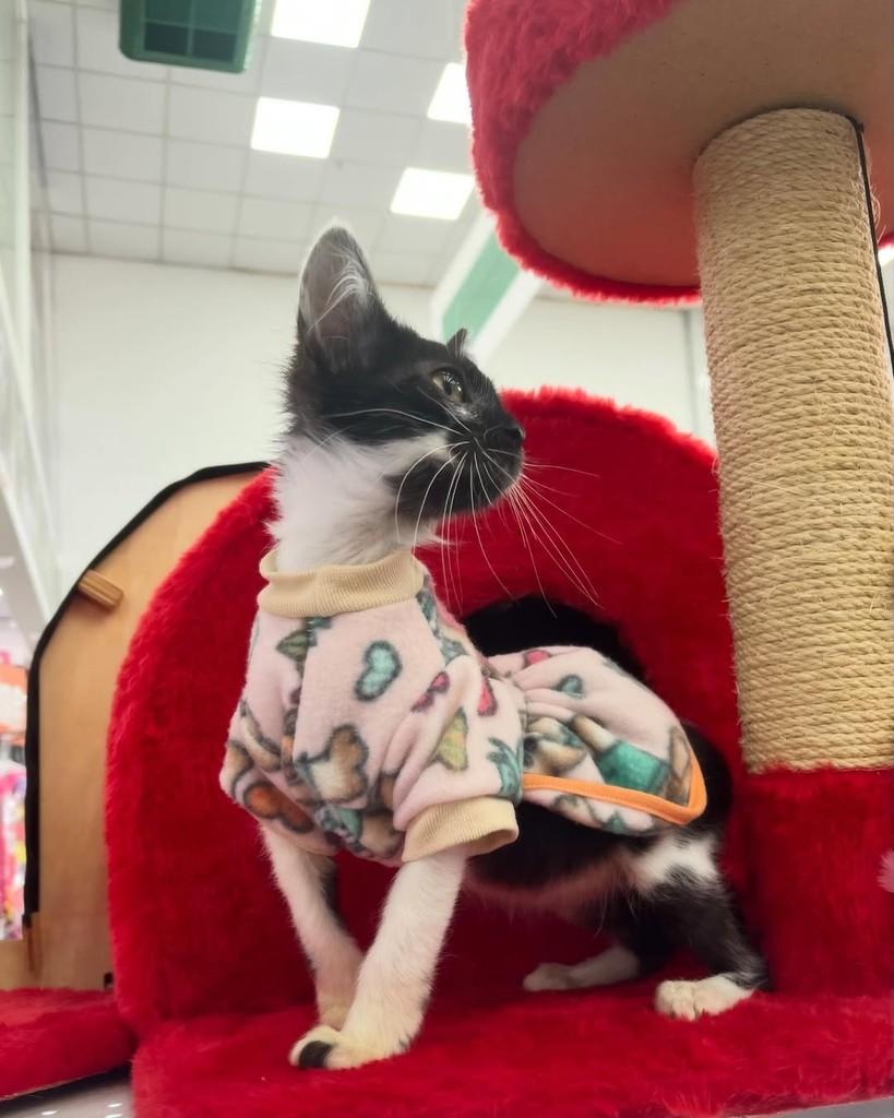 Thaís, gata de porte pequeno para adoção em Porto Alegre - RS — foto 2 de 4