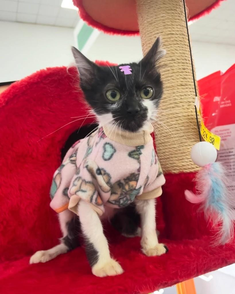 Thaís, gata de porte pequeno para adoção em Porto Alegre - RS — foto 3 de 4