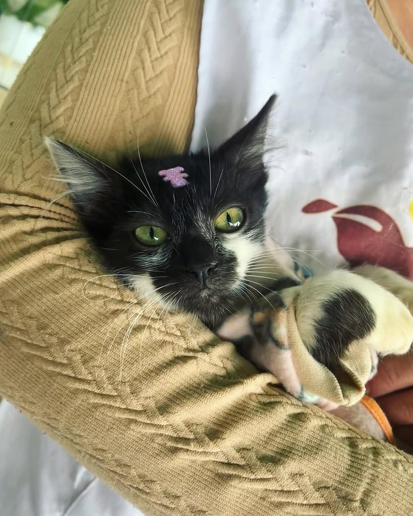 Thaís, gata de porte pequeno para adoção em Porto Alegre - RS — foto 4 de 4
