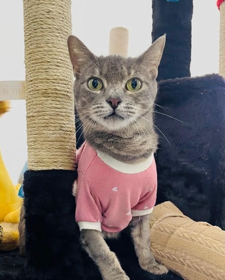 Joana, gata de porte pequeno para adoção em Porto Alegre - RS — foto 2 de 3