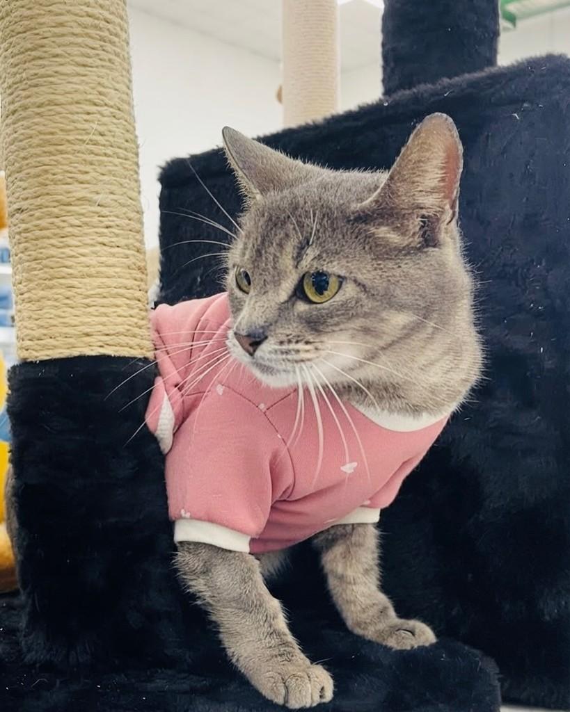 Joana, gata de porte pequeno para adoção em Porto Alegre - RS — foto 3 de 3