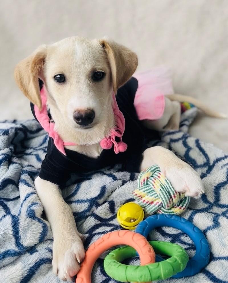 Nina, cadela de porte médio para adoção em Porto Alegre - RS