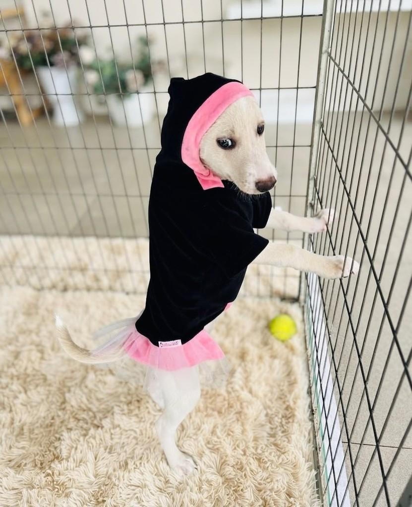 Nina, cadela de porte médio para adoção em Porto Alegre - RS — foto 2 de 7