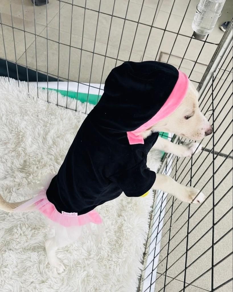 Nina, cadela de porte médio para adoção em Porto Alegre - RS — foto 3 de 7