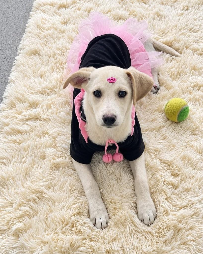 Nina, cadela de porte médio para adoção em Porto Alegre - RS — foto 4 de 7
