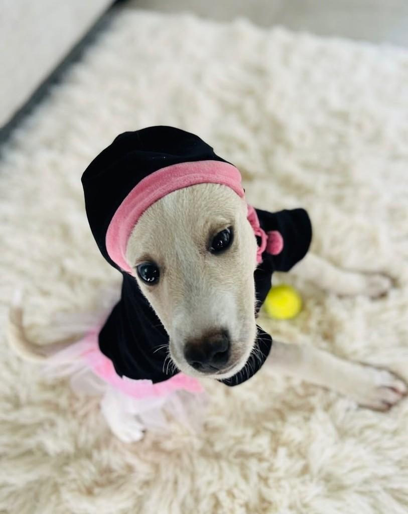 Nina, cadela de porte médio para adoção em Porto Alegre - RS — foto 5 de 7