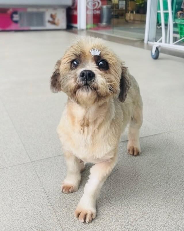 Bidu, cachorro de porte médio para adoção em Porto Alegre - RS