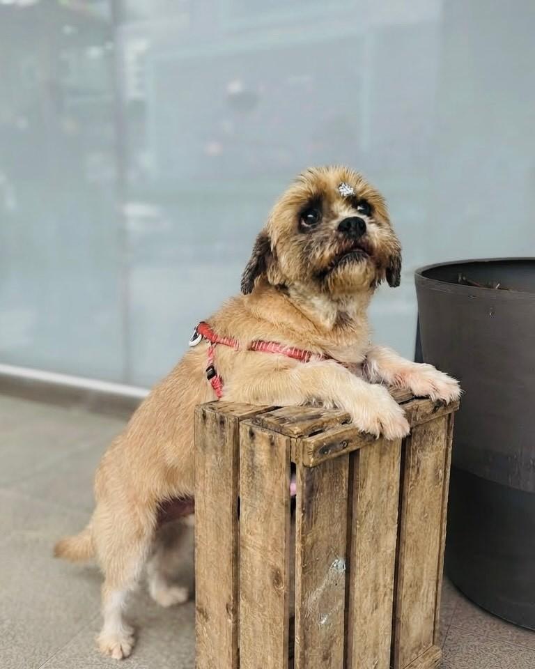 Bidu, cachorro de porte médio para adoção em Porto Alegre - RS — foto 2 de 6