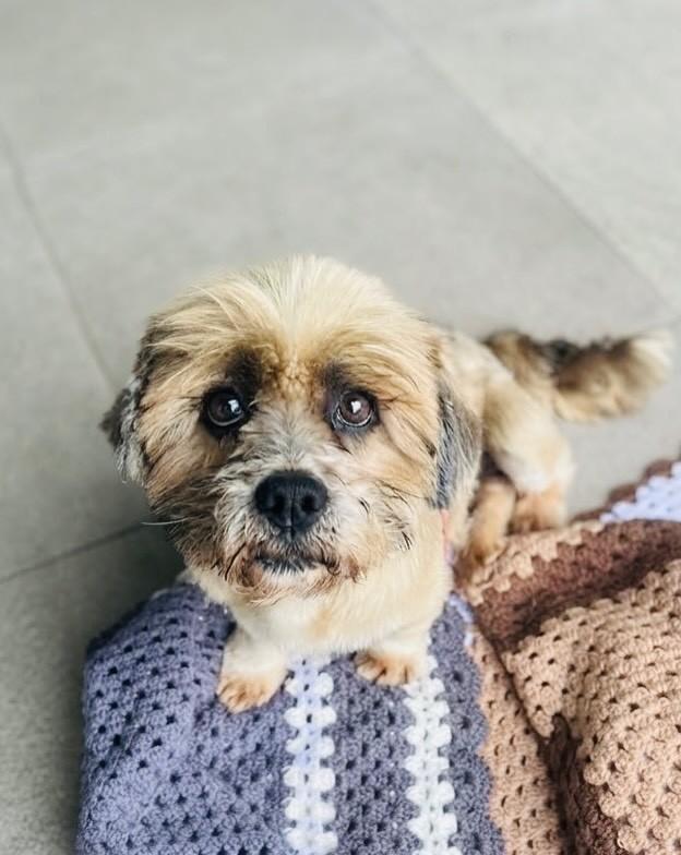 Bidu, cachorro de porte médio para adoção em Porto Alegre - RS — foto 3 de 6