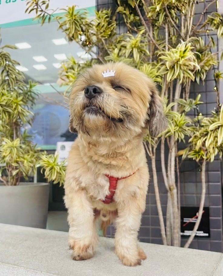Bidu, cachorro de porte médio para adoção em Porto Alegre - RS — foto 4 de 6