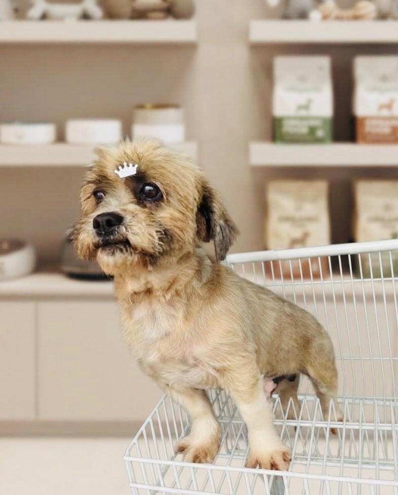 Bidu, cachorro de porte médio para adoção em Porto Alegre - RS — foto 5 de 6