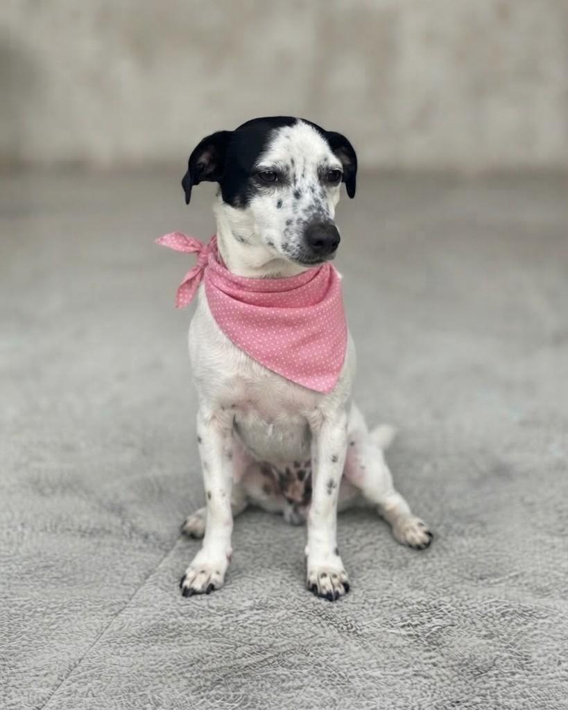 Paloma, cadela de porte pequeno para adoção em Porto Alegre - RS