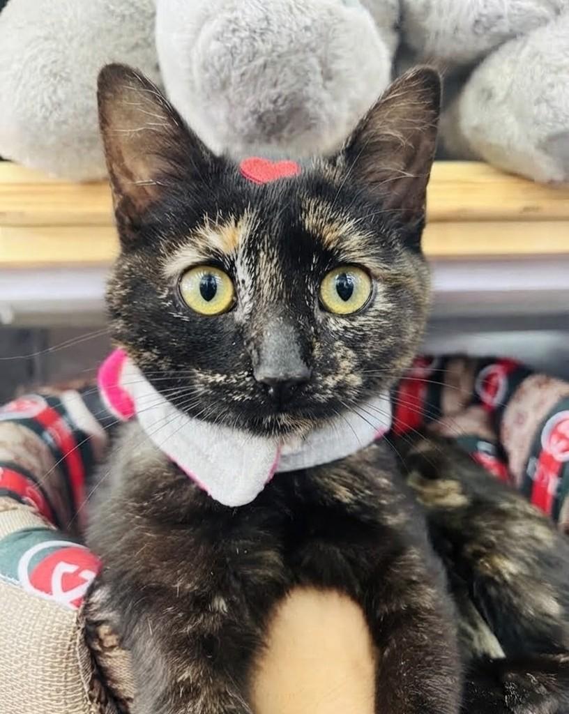 Tina, gata de porte pequeno para adoção em Porto Alegre - RS