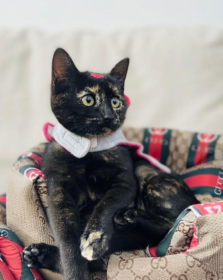 Tina, gata de porte pequeno para adoção em Porto Alegre - RS — foto 2 de 5