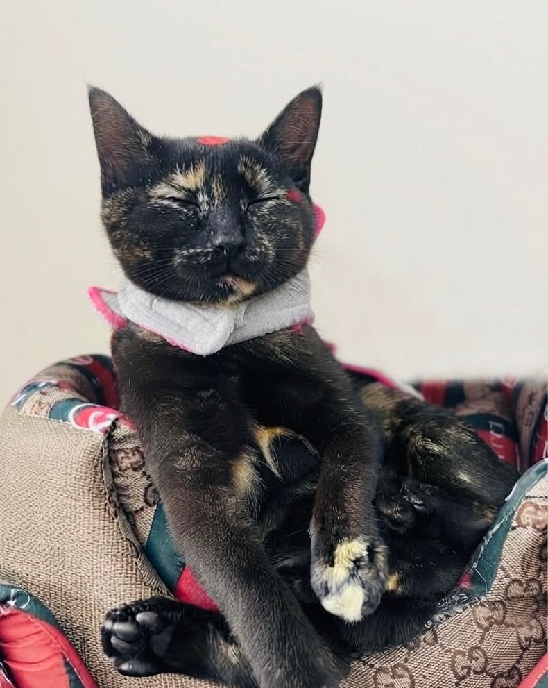 Tina, gata de porte pequeno para adoção em Porto Alegre - RS — foto 3 de 5