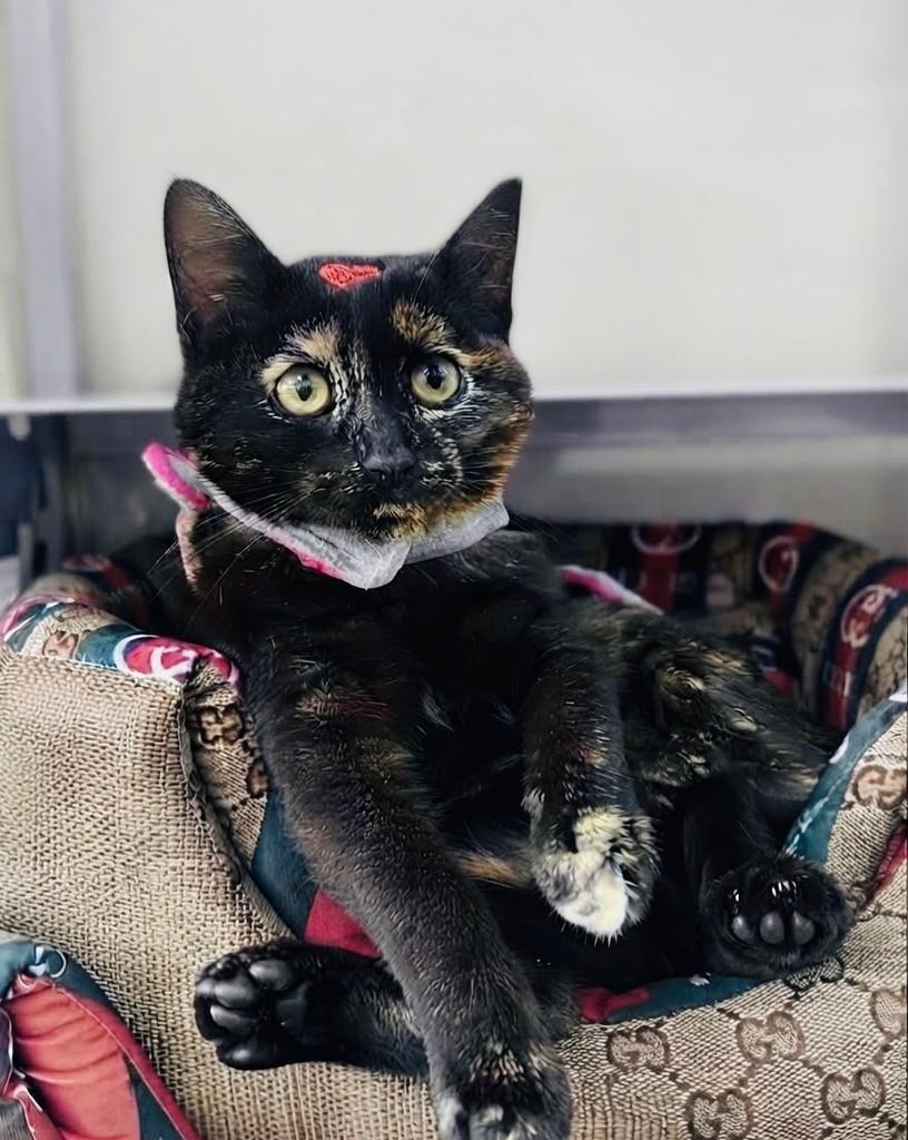 Tina, gata de porte pequeno para adoção em Porto Alegre - RS — foto 4 de 5
