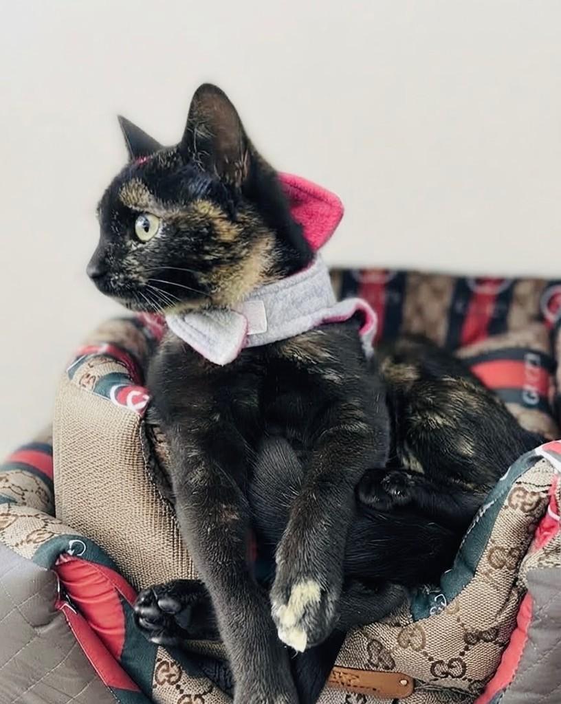 Tina, gata de porte pequeno para adoção em Porto Alegre - RS — foto 5 de 5