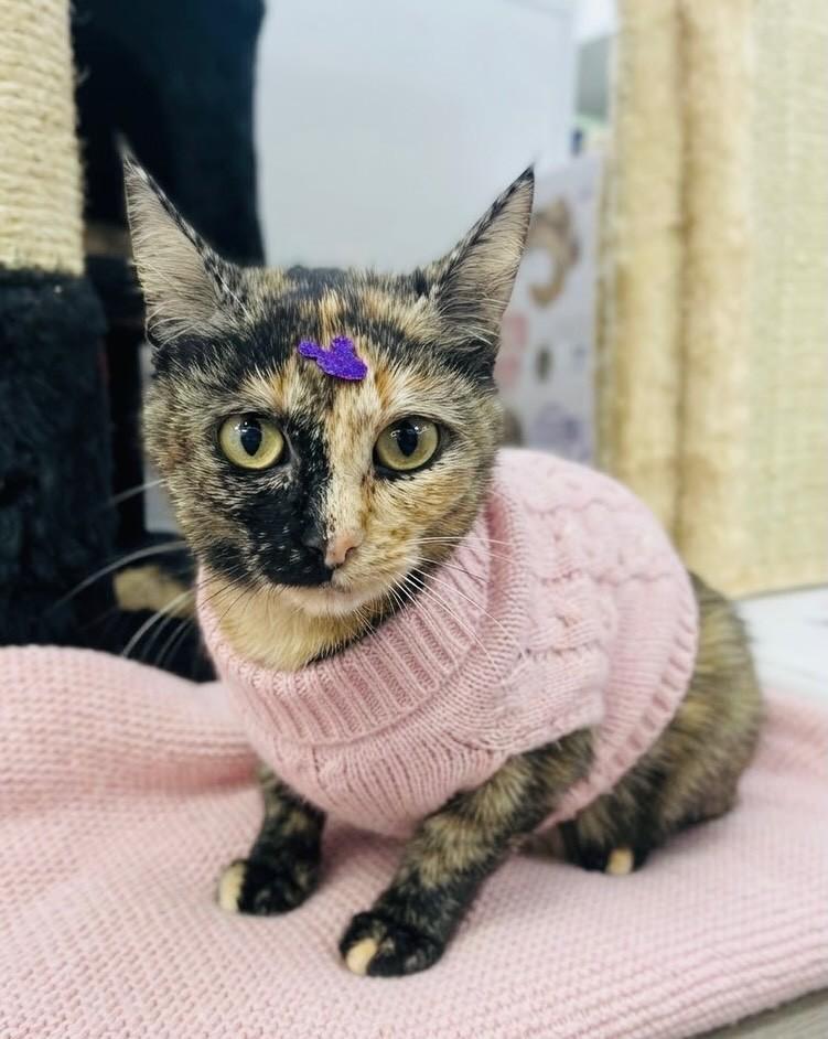 Cacau, gata de porte pequeno para adoção em Porto Alegre - RS