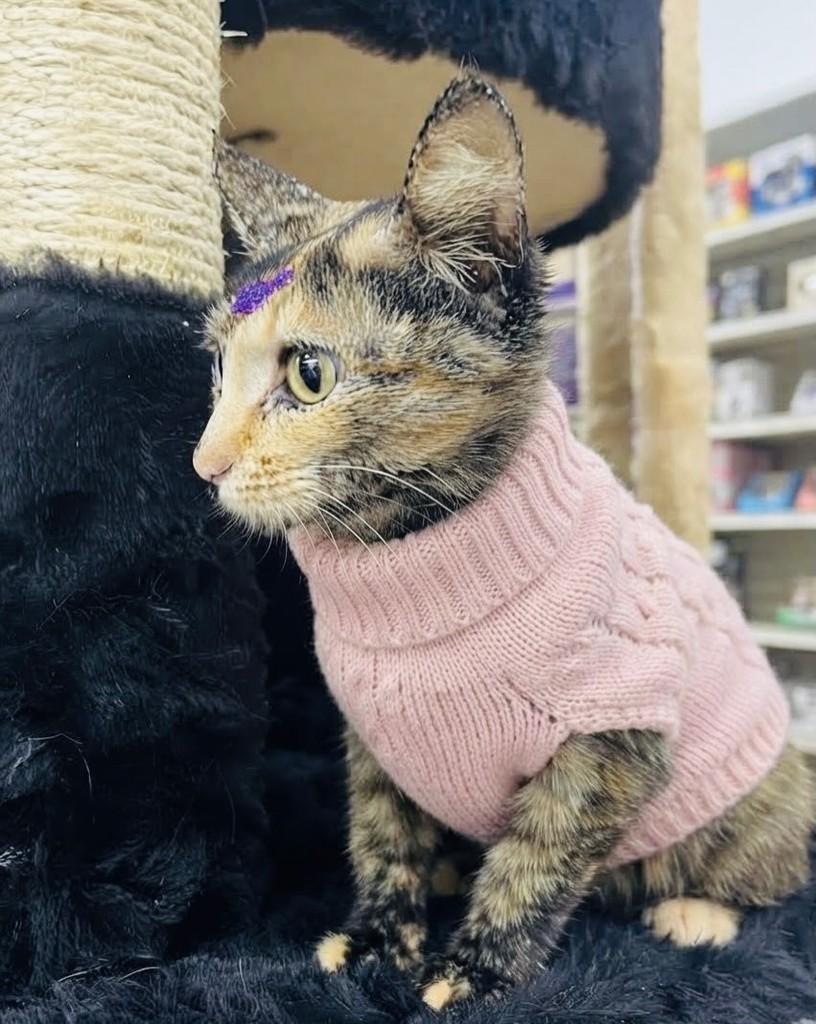 Cacau, gata de porte pequeno para adoção em Porto Alegre - RS — foto 2 de 4
