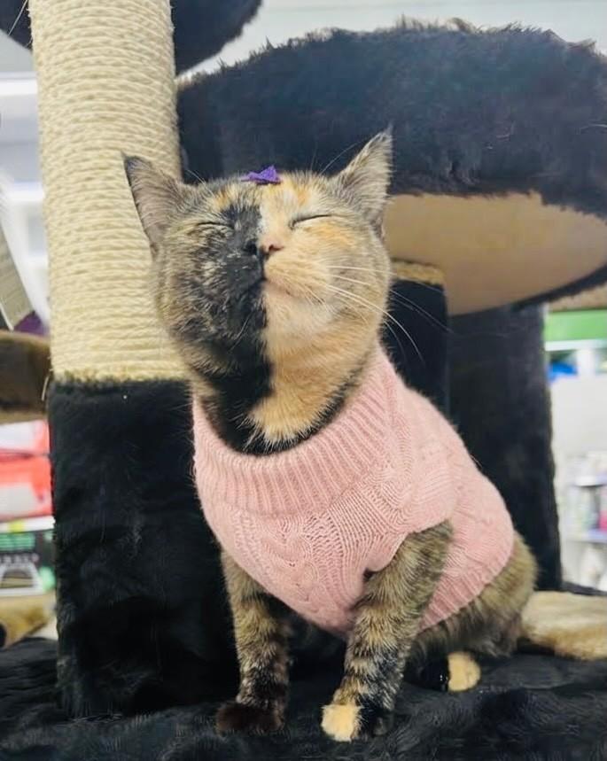 Cacau, gata de porte pequeno para adoção em Porto Alegre - RS — foto 3 de 4