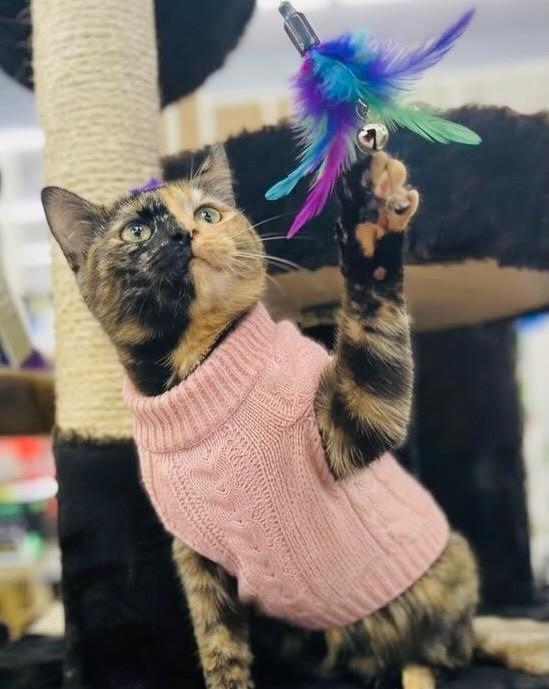 Cacau, gata de porte pequeno para adoção em Porto Alegre - RS — foto 4 de 4