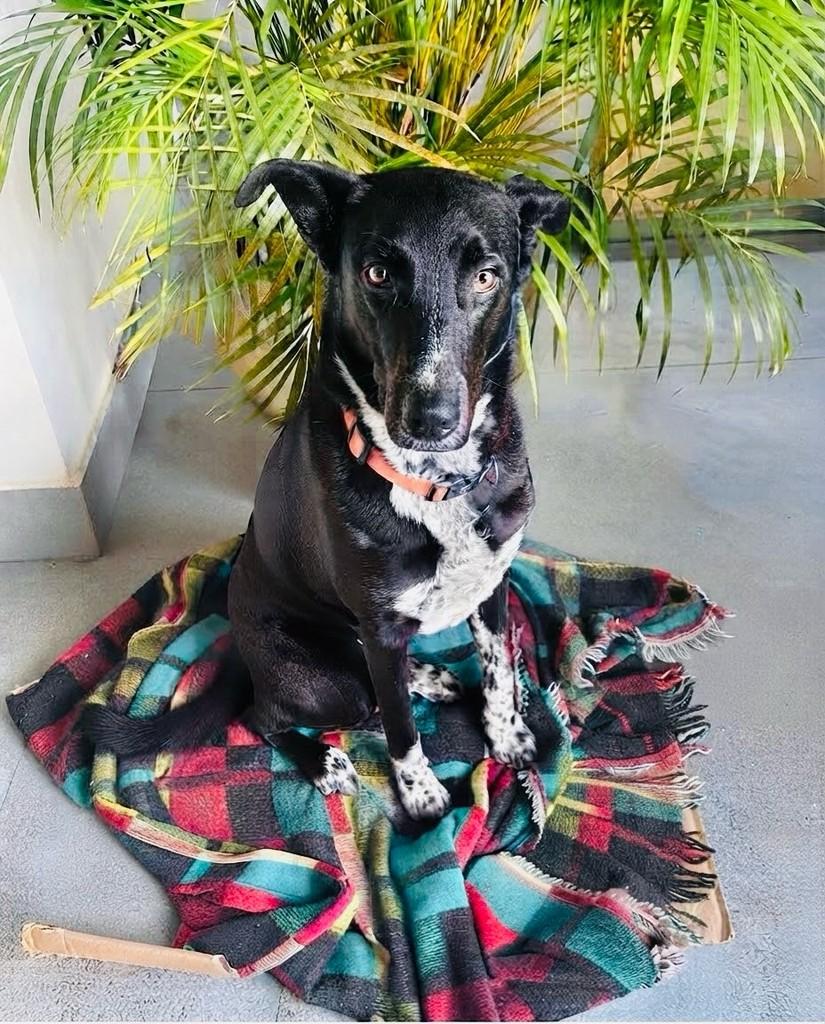 Dólar, cachorro de porte grande para adoção em Porto Alegre - RS