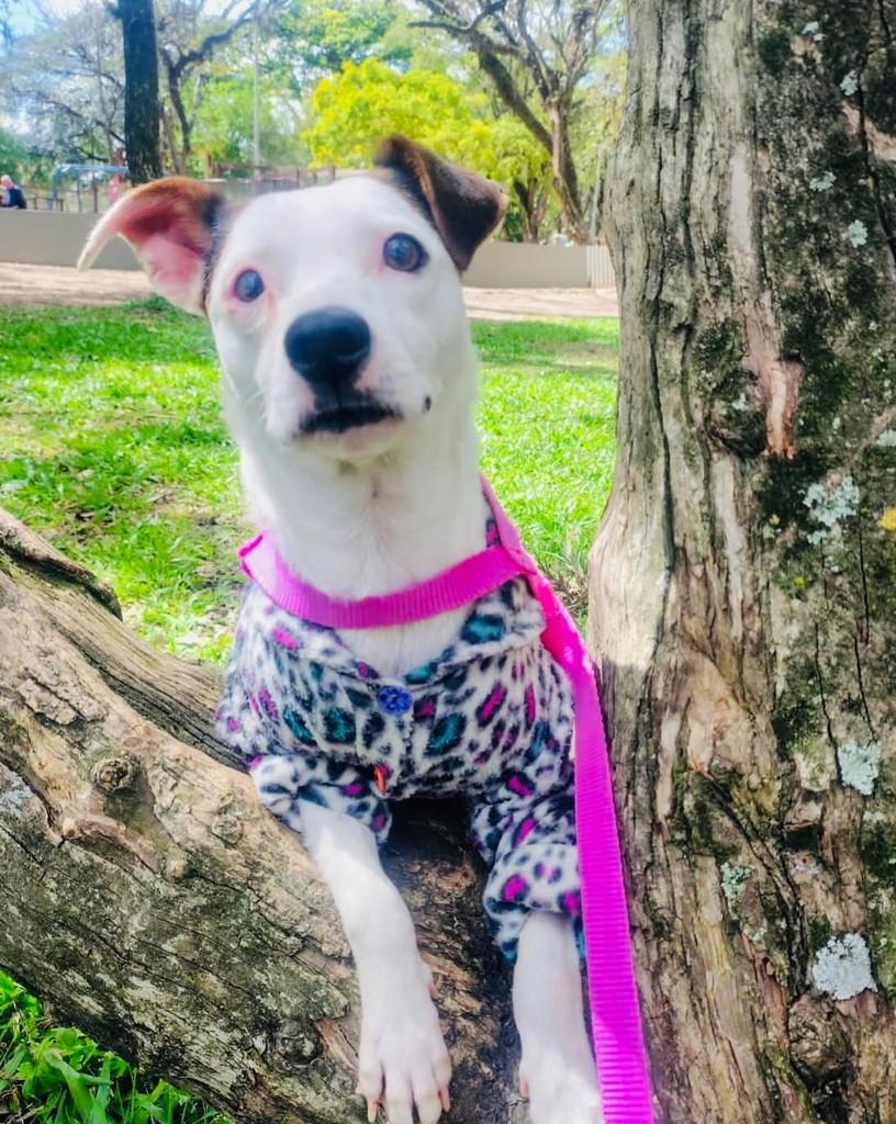 Branca, cadela de porte médio para adoção em Porto Alegre - RS