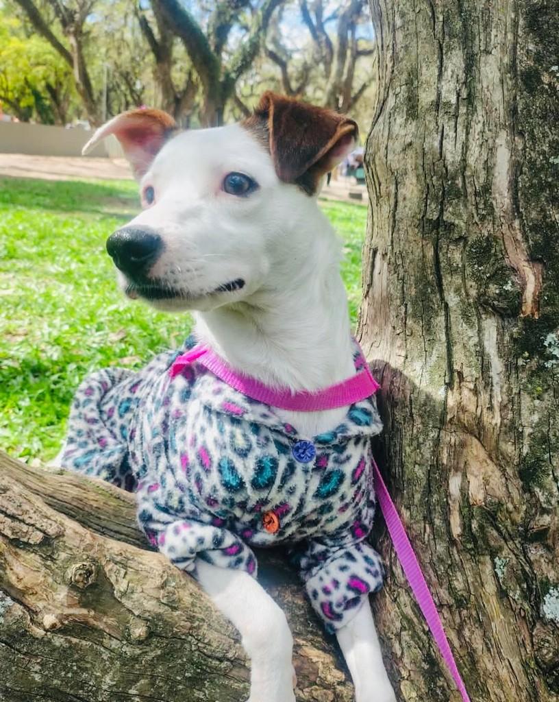 Branca, cadela de porte médio para adoção em Porto Alegre - RS — foto 2 de 4