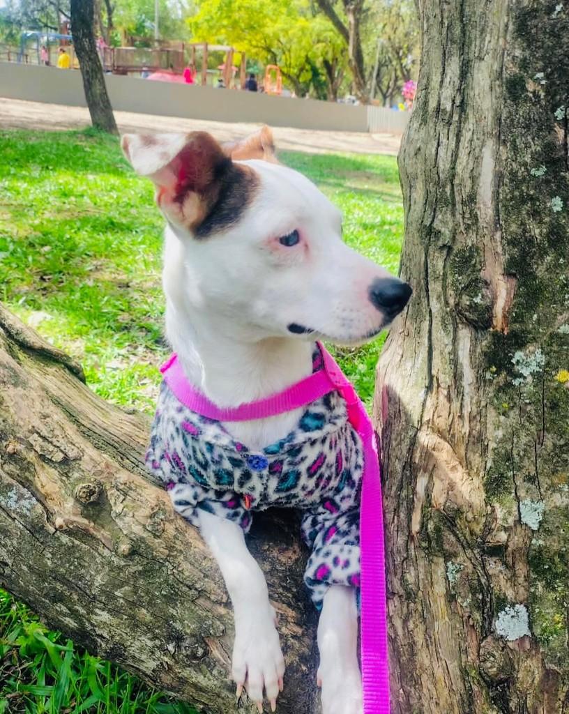 Branca, cadela de porte médio para adoção em Porto Alegre - RS — foto 3 de 4