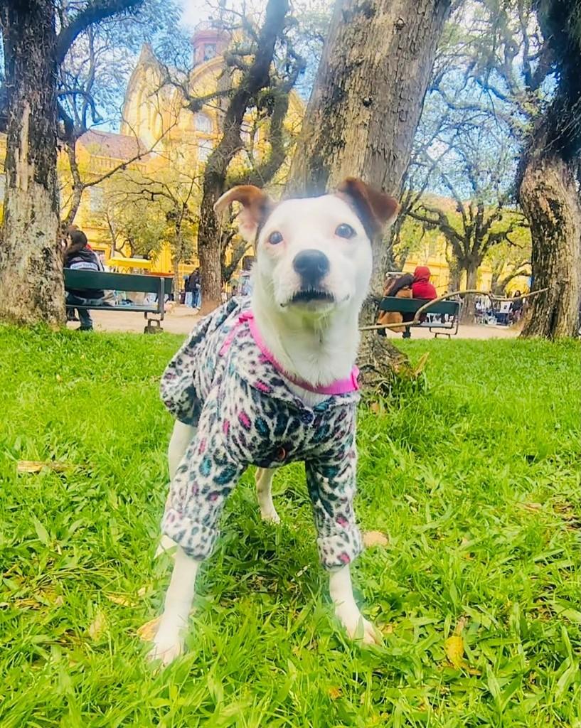 Branca, cadela de porte médio para adoção em Porto Alegre - RS — foto 4 de 4