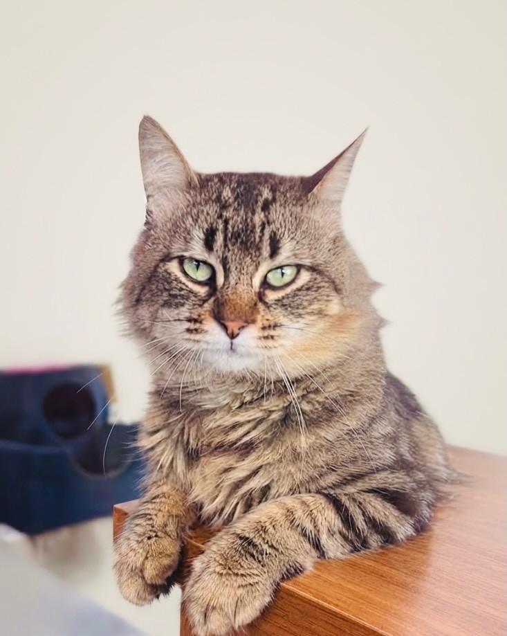 Tony, gato de porte médio para adoção em Porto Alegre - RS