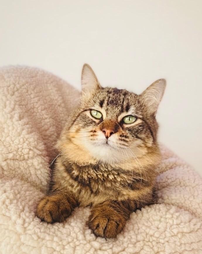 Tony, gato de porte médio para adoção em Porto Alegre - RS — foto 3 de 4