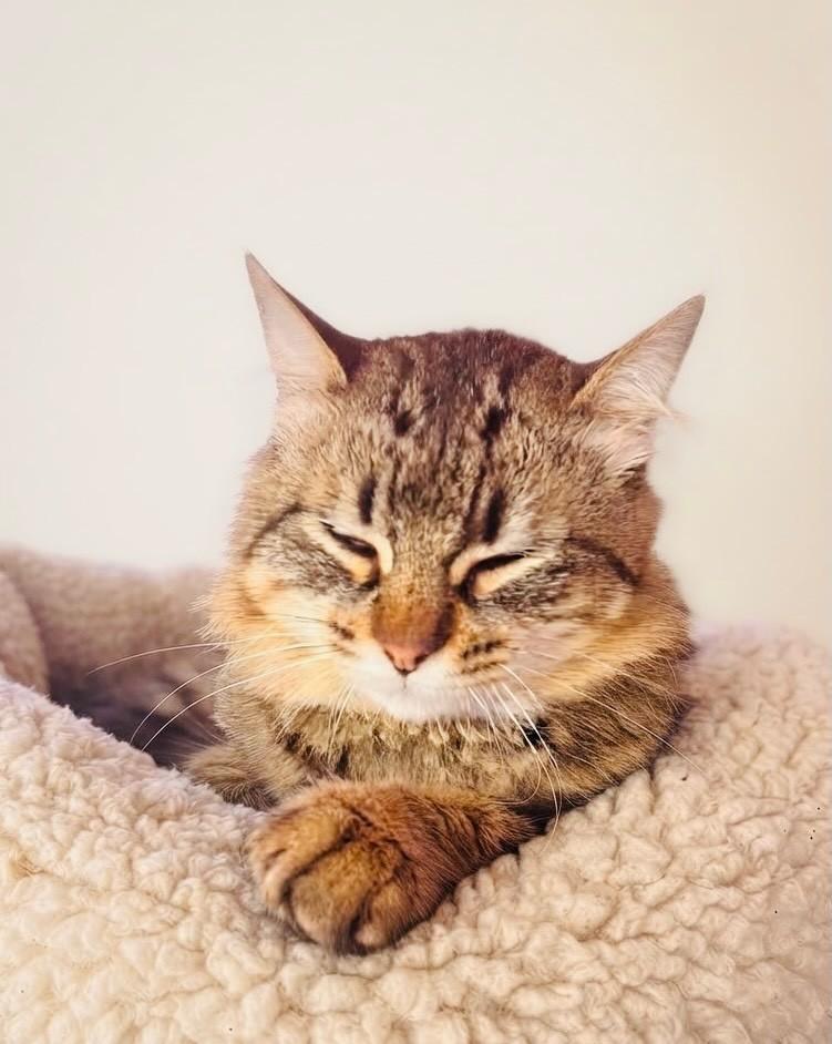 Tony, gato de porte médio para adoção em Porto Alegre - RS — foto 4 de 4
