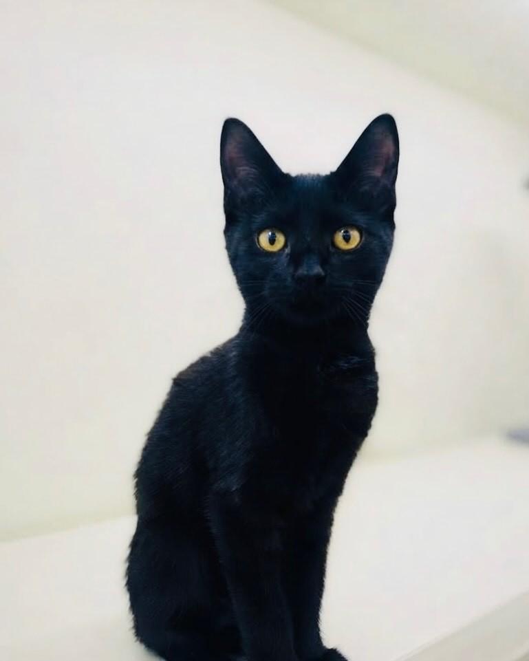 Laura, gata de porte pequeno para adoção em Porto Alegre - RS