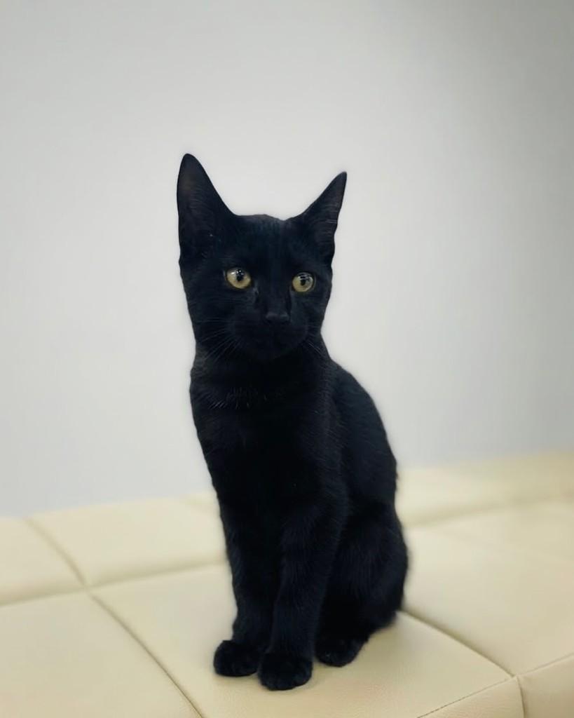 Laura, gata de porte pequeno para adoção em Porto Alegre - RS — foto 4 de 5