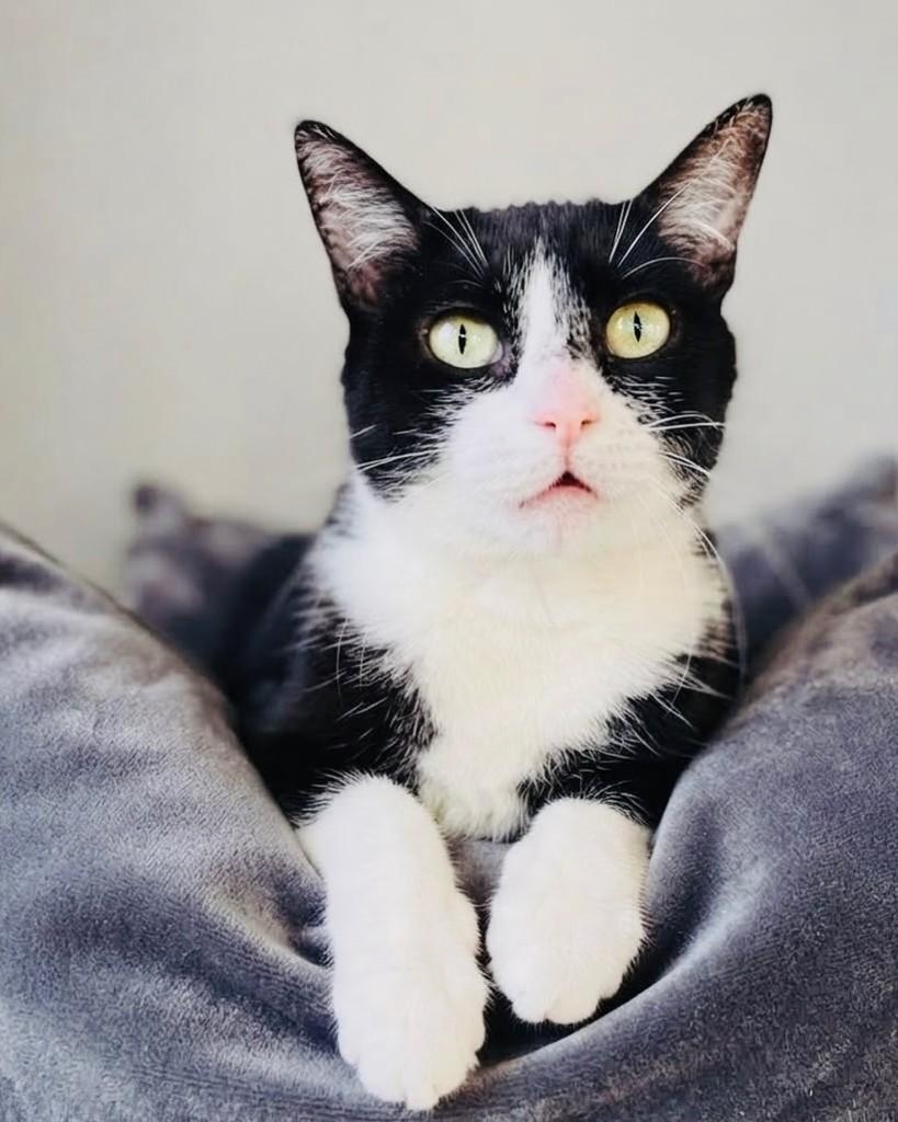 Júlia, gata de porte pequeno para adoção em Porto Alegre - RS