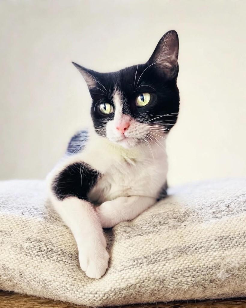 Júlia, gata de porte pequeno para adoção em Porto Alegre - RS — foto 4 de 4