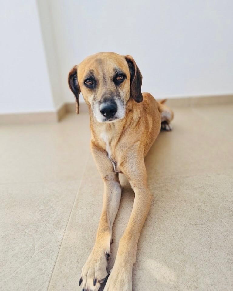 Kako, cachorro de porte médio para adoção em Porto Alegre - RS