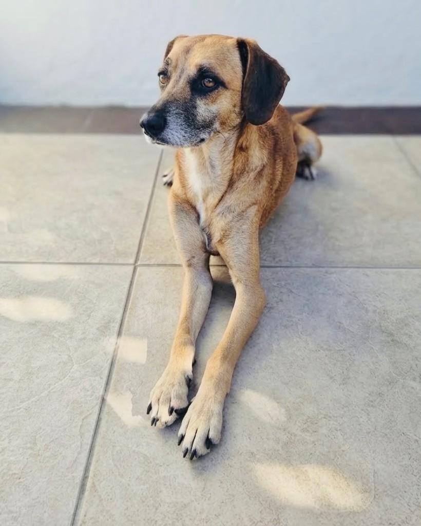 Kako, cachorro de porte médio para adoção em Porto Alegre - RS — foto 2 de 3