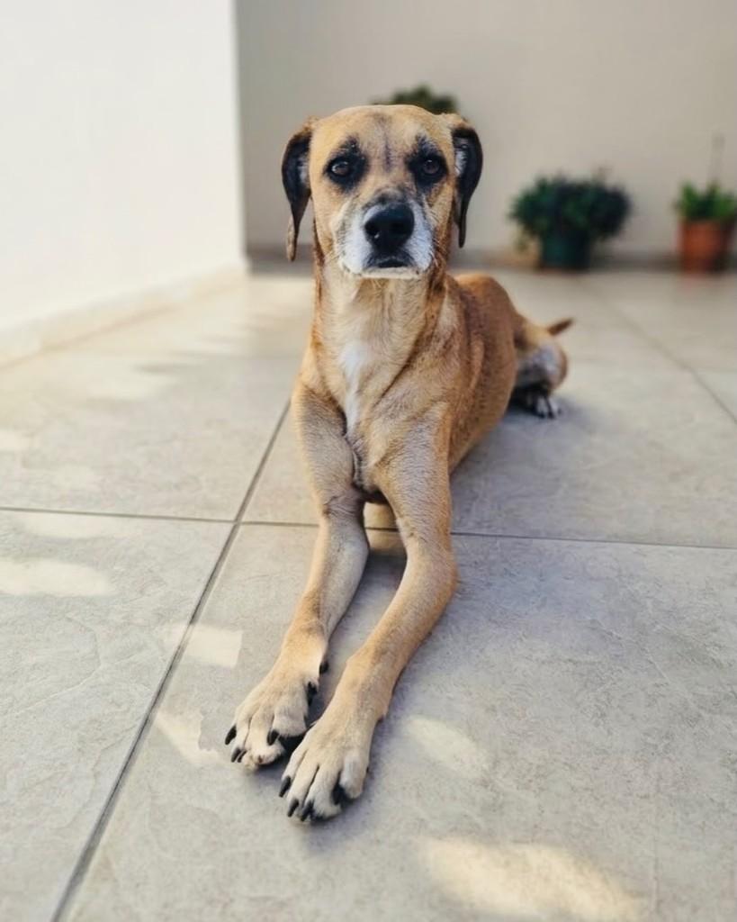 Kako, cachorro de porte médio para adoção em Porto Alegre - RS — foto 3 de 3