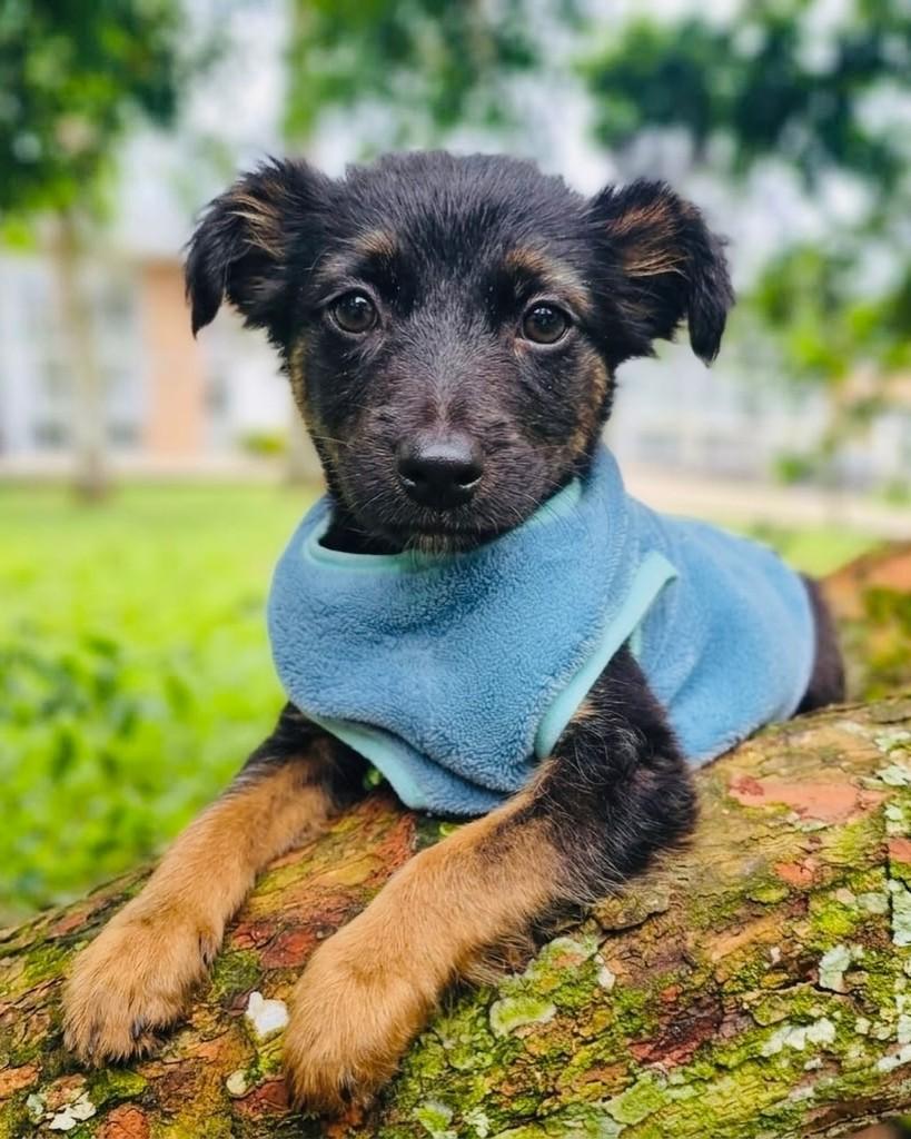 Tiesto, cachorro de porte médio para adoção em Porto Alegre - RS