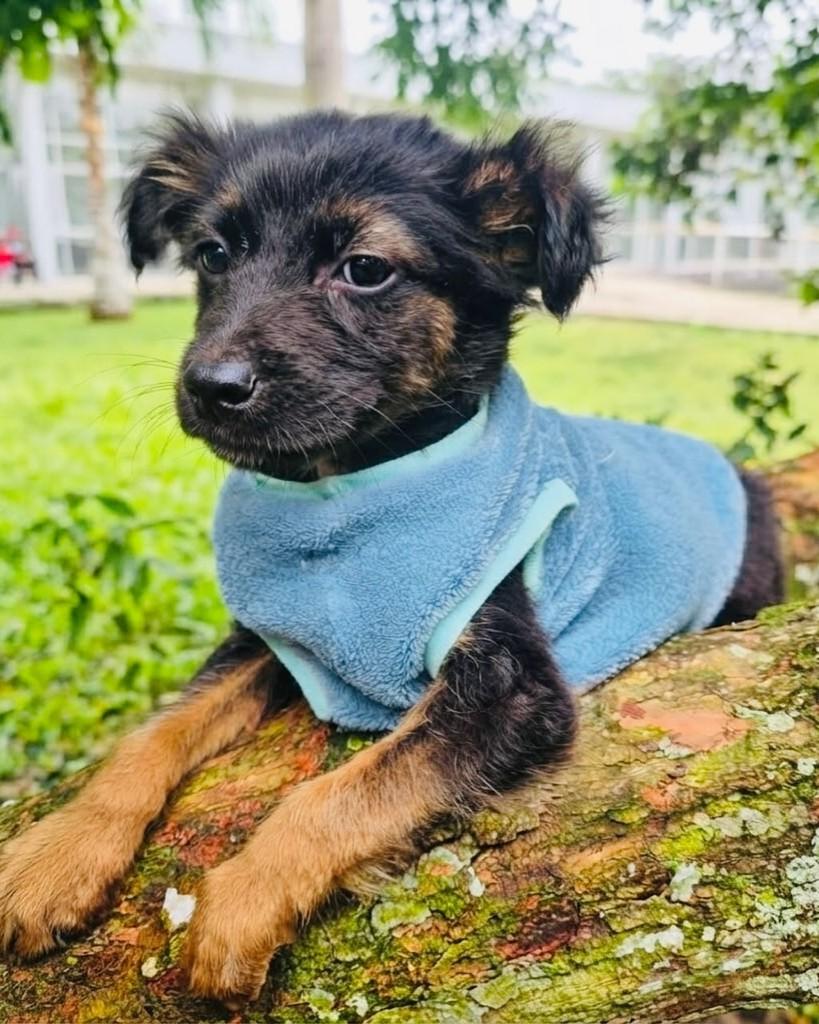 Tiesto, cachorro de porte médio para adoção em Porto Alegre - RS — foto 2 de 5