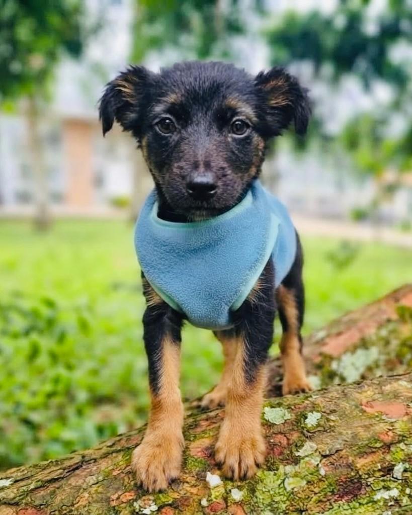Tiesto, cachorro de porte médio para adoção em Porto Alegre - RS — foto 3 de 5