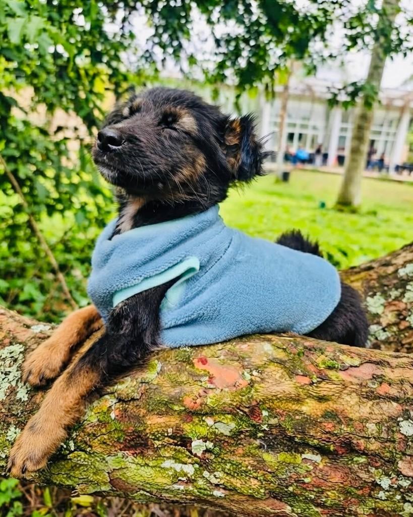 Tiesto, cachorro de porte médio para adoção em Porto Alegre - RS — foto 4 de 5