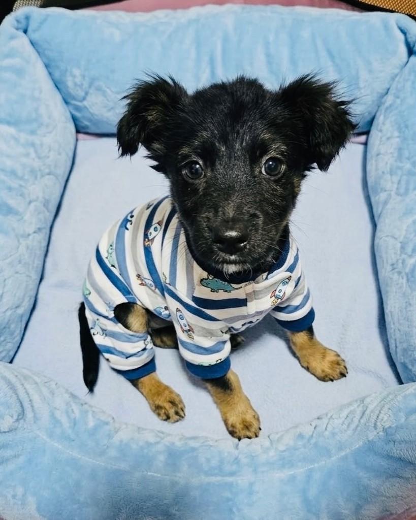 Tiesto, cachorro de porte médio para adoção em Porto Alegre - RS — foto 5 de 5